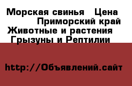 Морская свинья › Цена ­ 1 500 - Приморский край Животные и растения » Грызуны и Рептилии   
